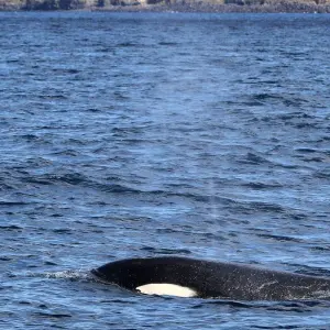 Explore Whales Migration Route for 7 days with Futurismo Azores Adventures and discover unforgettable experiences - Photo 8