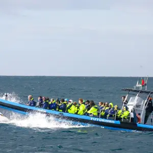 Explore Giants of the Blue in Pico Island for 7 days with Futurismo Azores Adventures and discover unforgettable experiences - Photo 10