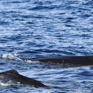 Explore Whales Migration Route for 7 days with Futurismo Azores Adventures and discover unforgettable experiences - Photo 9