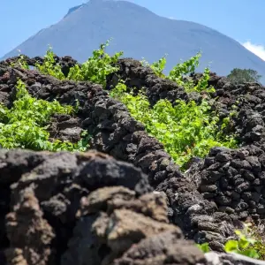 Explore Discover Pico Island - Hiking, Sightseeing and More for 7 days with Futurismo Azores Adventures and discover unforgettable experiences - Photo 9