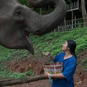 Explore Thailand Elephant Experience: Animal Welfare, Conservation & Jungle Trekking for 8 days with GIVE Volunteers and discover unforgettable experiences - Photo 6