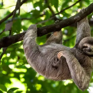 Explore Costa Rica: Wildlife Conservation, Permaculture and Responsible Tourism for 11 days with GIVE Volunteers and discover unforgettable experiences - Photo 9