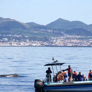 Explore Whales Migration Route for 7 days with Futurismo Azores Adventures and discover unforgettable experiences - Photo 10