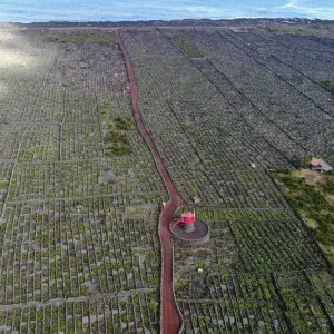 Explore Discover Pico Island - Hiking, Sightseeing and More for 7 days with Futurismo Azores Adventures and discover unforgettable experiences - Photo 10