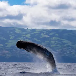 Explore The Whales Expedition for 7 days with Futurismo Azores Adventures and discover unforgettable experiences - Photo 10
