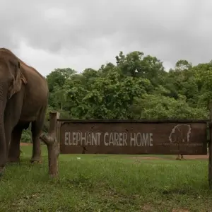 Explore Thailand Elephant Experience: Animal Welfare, Conservation & Jungle Trekking for 8 days with GIVE Volunteers and discover unforgettable experiences - Photo 7