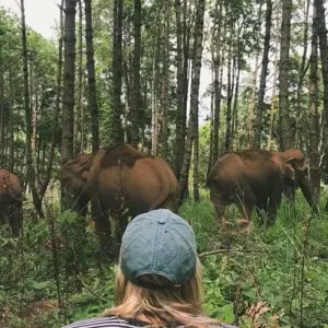 Explore Thailand Elephant Experience: Animal Welfare, Conservation & Jungle Trekking for 8 days with GIVE Volunteers and discover unforgettable experiences - Photo 8