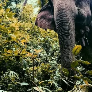 Explore Hill Tribes of Northern Thailand: Environmental Conservation, Education, and Elephant Trekking for 14 days with GIVE Volunteers and discover unforgettable experiences - Photo 11