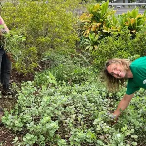 Explore Hawai'i Big Island: Environmental Conservation, Cultural Preservation, and Snorkeling for 9 days with GIVE Volunteers and discover unforgettable experiences - Photo 11