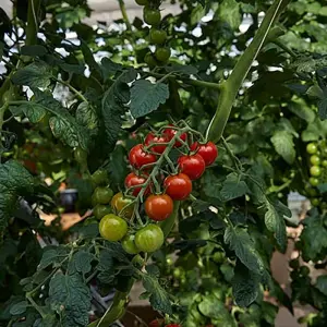 Explore 5 Days Land of Midnight Sun for 5 days with GJ Travel and discover unforgettable experiences - Photo 6