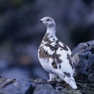 Explore 5 Days Christmas & Northern Lights Adventure for 5 days with GJ Travel and discover unforgettable experiences - Photo 4