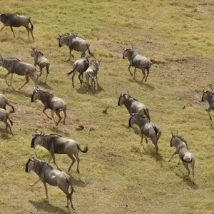 Explore Serengeti & Ngorongoro Crater Safari Independent Adventure for 4 days with G Adventures and discover unforgettable experiences - Photo 3