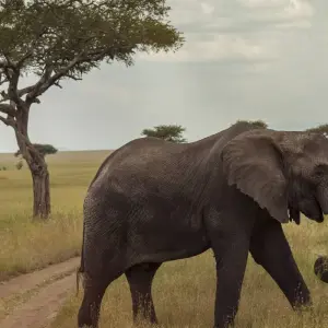 Explore Serengeti & Ngorongoro Crater Safari Independent Adventure for 4 days with G Adventures and discover unforgettable experiences - Photo 8
