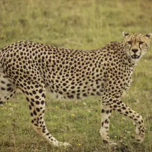 Explore Serengeti & Ngorongoro Crater Safari Independent Adventure for 4 days with G Adventures and discover unforgettable experiences - Photo 9