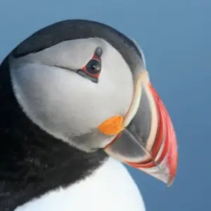 Explore 8 Days Westfjords of Iceland for 8 days with GJ Travel and discover unforgettable experiences - Photo 6