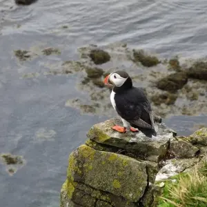 Explore 8 Days Westfjords of Iceland for 8 days with GJ Travel and discover unforgettable experiences - Photo 8