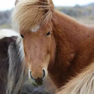 Explore 8 Days Northern Lights Exploration – Small Group for 8 days with GJ Travel and discover unforgettable experiences - Photo 5