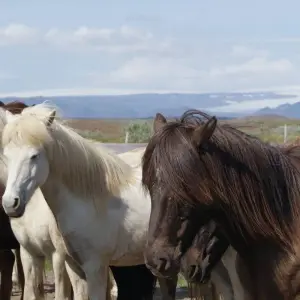 Explore 12 Days Grand Tour of Iceland for 12 days with GJ Travel and discover unforgettable experiences - Photo 9