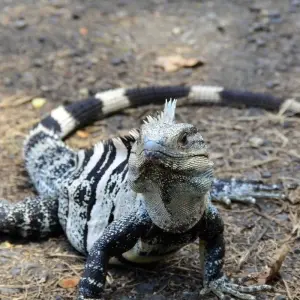 Explore Iguassu Falls Independent Adventure for 4 days with G Adventures and discover unforgettable experiences - Photo 2