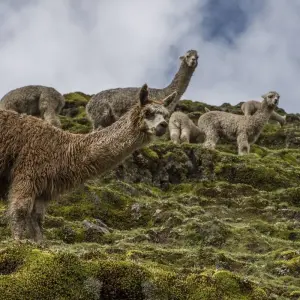 Explore Machu Picchu by Train Independent Adventure - Upgraded for 3 days with G Adventures and discover unforgettable experiences - Photo 4
