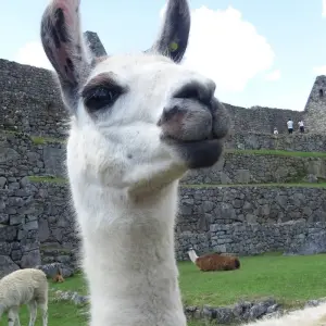 Explore Machu Picchu Adventure for 8 days with G Adventures and discover unforgettable experiences - Photo 9