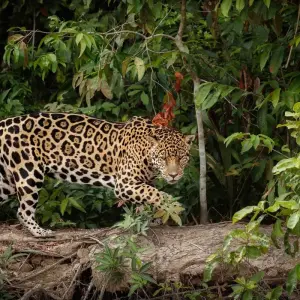 Explore Amazon to Andes with Machu Picchu by Train for 12 days with G Adventures and discover unforgettable experiences - Photo 5