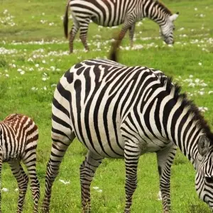 Explore Kilimanjaro – Machame Route & Serengeti Adventure for 13 days with G Adventures and discover unforgettable experiences - Photo 3