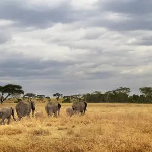 Explore Tanzania Camping Adventure for 6 days with G Adventures and discover unforgettable experiences - Photo 6