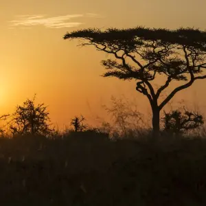 Explore Kilimanjaro – Machame Route & Serengeti Adventure for 13 days with G Adventures and discover unforgettable experiences - Photo 10