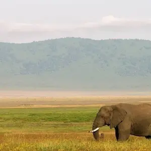 Explore Serengeti Safari & Zanzibar for 12 days with G Adventures and discover unforgettable experiences - Photo 2