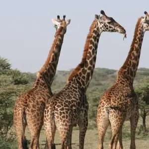 Explore Serengeti Safari & Zanzibar for 12 days with G Adventures and discover unforgettable experiences - Photo 3