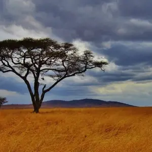 Explore Serengeti Safari & Zanzibar for 12 days with G Adventures and discover unforgettable experiences - Photo 5