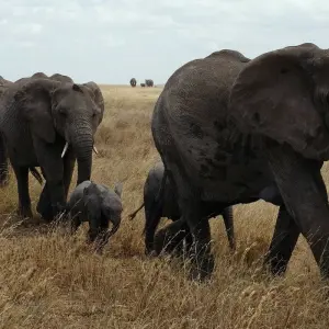 Explore Serengeti Safari & Zanzibar for 12 days with G Adventures and discover unforgettable experiences - Photo 9