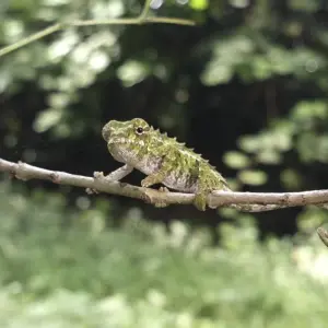 Explore Highlights of Madagascar for 14 days with G Adventures and discover unforgettable experiences - Photo 5
