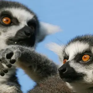 Explore Highlights of Madagascar for 14 days with G Adventures and discover unforgettable experiences - Photo 6