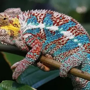Explore Highlights of Madagascar for 14 days with G Adventures and discover unforgettable experiences - Photo 7