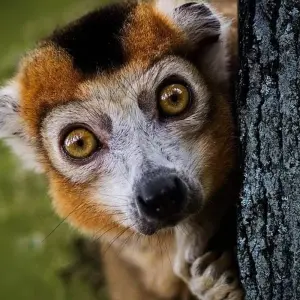 Explore Highlights of Madagascar for 14 days with G Adventures and discover unforgettable experiences - Photo 8