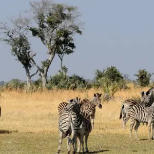 Explore Delta & Falls Eastbound: Baobab Trees & River Views for 9 days with G Adventures and discover unforgettable experiences - Photo 8