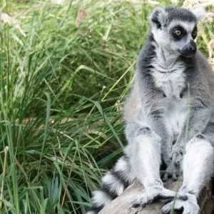 Explore Highlights of Madagascar for 14 days with G Adventures and discover unforgettable experiences - Photo 10