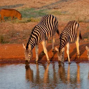 Explore Solo-ish South Africa for 10 days with G Adventures and discover unforgettable experiences - Photo 3