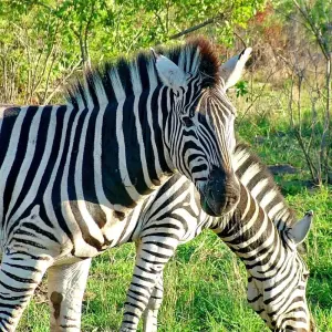 Explore Solo-ish South Africa for 10 days with G Adventures and discover unforgettable experiences - Photo 5