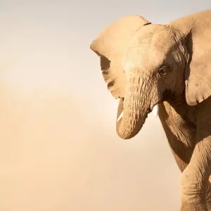 Explore Wilderness Conservation Expedition - Namibia for 5 days with GVI and discover unforgettable experiences - Photo 6