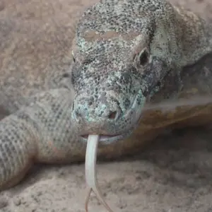 Explore Classic Bali & Komodo Island for 8 days with G Adventures and discover unforgettable experiences - Photo 5