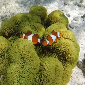 Explore Classic Bali & Komodo Island for 8 days with G Adventures and discover unforgettable experiences - Photo 7