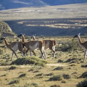 Explore Torres del Paine - The W Trek for 6 days with G Adventures and discover unforgettable experiences - Photo 7