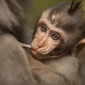 Explore Bangkok to Bali Adventure: Street Eats & Beaches for 34 days with G Adventures and discover unforgettable experiences - Photo 3