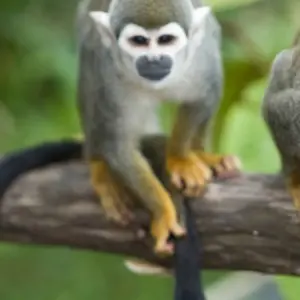 Explore Local Living Ecuador—Amazon Jungle for 7 days with G Adventures and discover unforgettable experiences - Photo 8