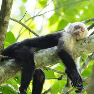 Explore Best of Costa Rica 9 Days Tour for 9 days with GUIDEcuador Travel and discover unforgettable experiences - Photo 2