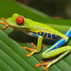 Explore Best of Costa Rica 9 Days Tour for 9 days with GUIDEcuador Travel and discover unforgettable experiences - Photo 4