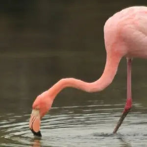 Explore Guide Galapagos Luxury Cruise 9 Days Tour for 9 days with GUIDEcuador Travel and discover unforgettable experiences - Photo 3